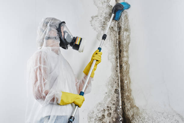 Best Professional Mold Removal  in Rk Forest Village, PA