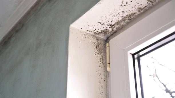 Best Mold Remediation  in Rk Forest Village, PA