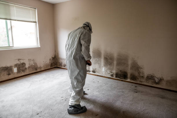 Best Attic Mold Removal  in Rk Forest Village, PA